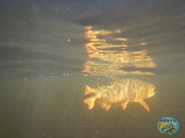 PIRA LODGE - Pantanal Argentino - Temporada 2.016